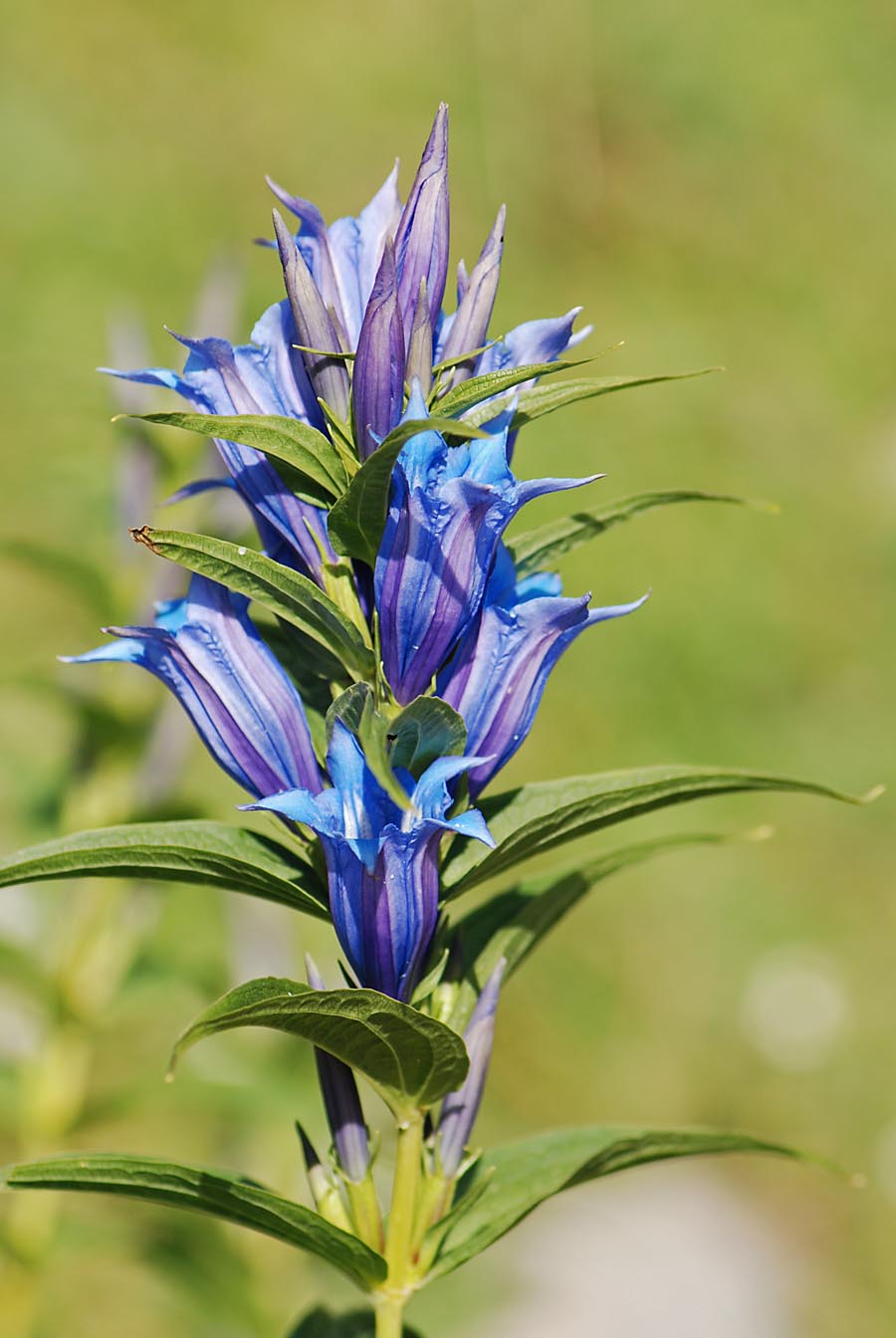 Gentiana asclepiadea / Genziana d''Esculapio